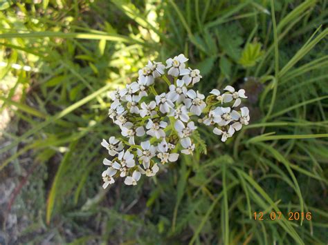 Free Images : flower, flowering plant, yarrow, grass, subshrub, parsley ...