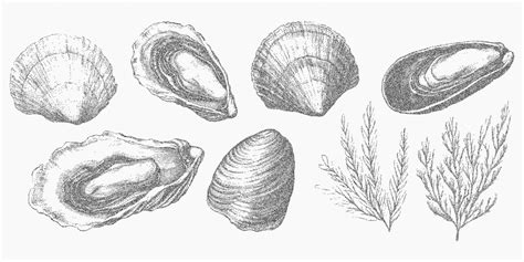 Marine elements including shells and seaweed grainy surface and ...
