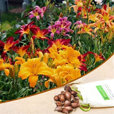 Buy Hemerocallis, Day Lily (Random Color) - Bulbs (set of 10) online ...
