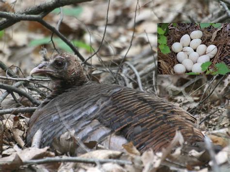 Turkey Nesting 的图像结果