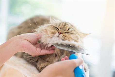 Grooming – The Cat Care Clinic Veterinary Services Orange, CA – Cat ...