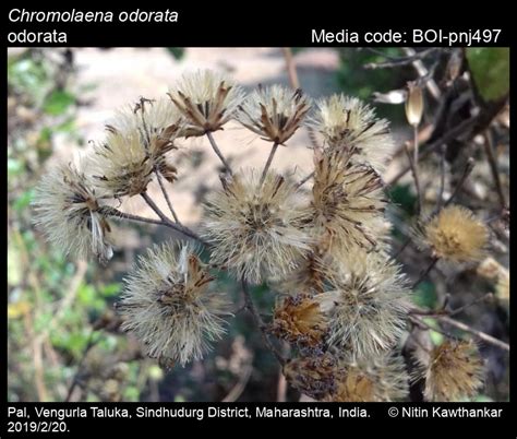 Chromolaena odorata | Butterfly