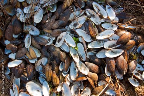 Image result for Empty Body Shell