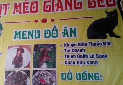 Rescue Cat Shuri and Babies - FOUR PAWS International - Animal Welfare ...