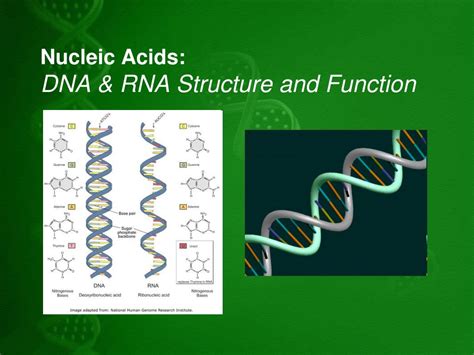 Guide RNA Function 的图像结果