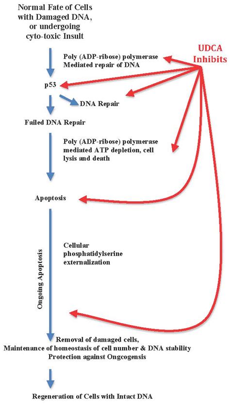 Molecular Mechanisms of Ursodeoxycholic Acid Toxicity & Side Effects: Ursodeoxycholic Acid ...