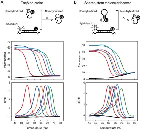 Image result for TaqMan Probe Structure