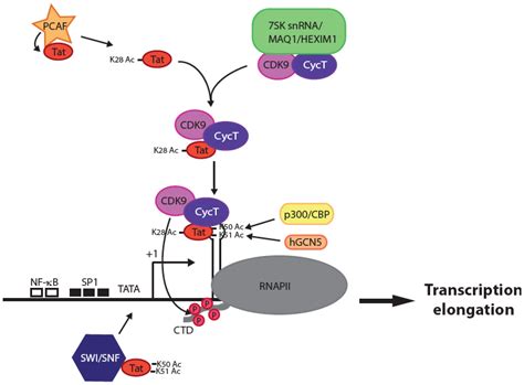 Strategies to Block HIV Transcription: Focus on Small Molecule Tat ...