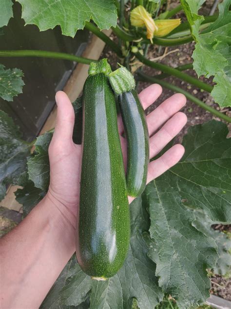 Planting Zucchini Spacing How To Grow And Care For Zucchini Plants