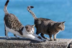 A Travel Guide To Japan’s Cat Island And Reasons To Visit | Femina.in