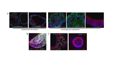 3dGRO® Human Liver Organoids (MHU-L-013124) | Sigma-Aldrich