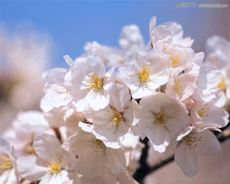 春暖花开0012-季节节日图-季节节日图库-桃花开了 花团锦簇-图行天下素材网