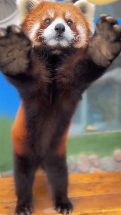 Image result for Red Panda Cuddle