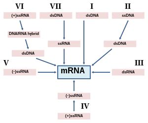 Image result for RNA Virus Classification
