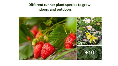 Runner Plant 的图像结果