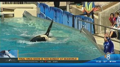 SeaWorld: Tilikum, orca that killed trainer, has died | cbs8.com