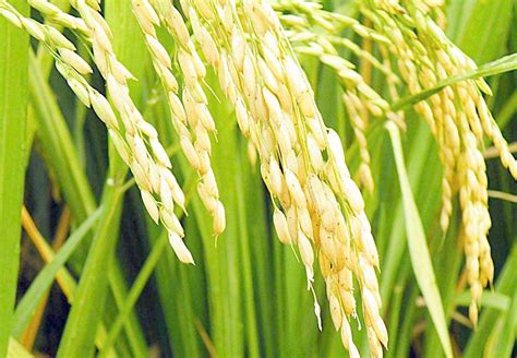杂交水稻和转基因水稻的区别_百度知道