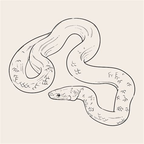 Image result for Dessin Python Programme