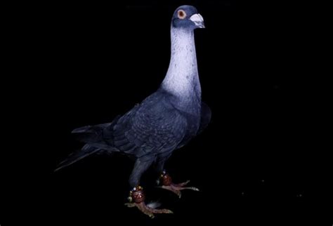 Here Are 27 Pictures Of High Priced Beautiful Pigeons From Turkish Auction