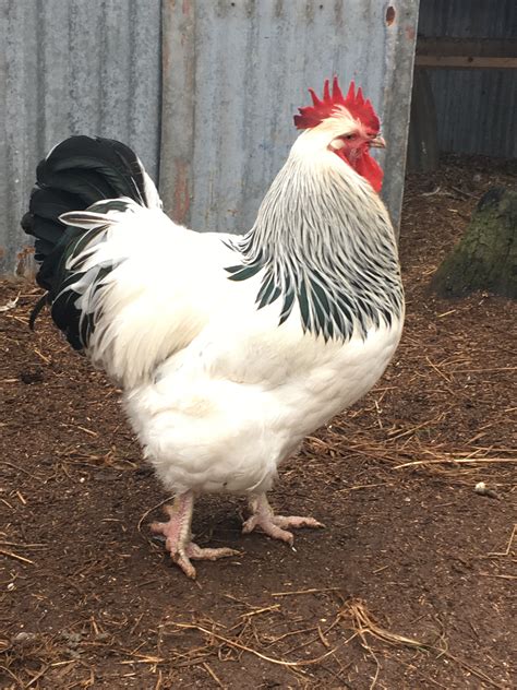 Sussex For Sale | Chickens | Breed Information | Omlet