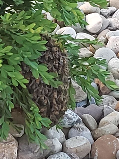 We have a nest under one of our bushes outside : r/McDonaldsEmployees