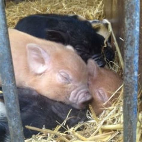 Smithills Open Farm, bolton, United Kingdom - Top Attractions, Things ...