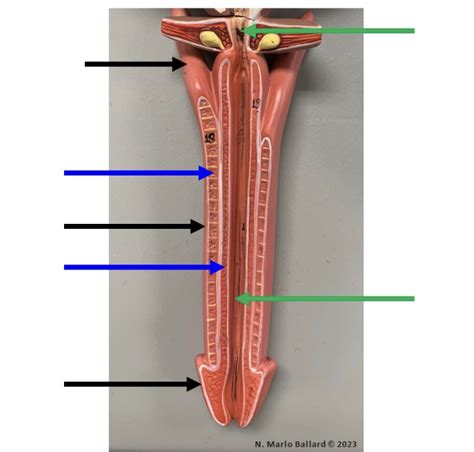 Image result for Male Reproductive Lab Model