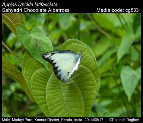 Appias lyncida | Butterfly