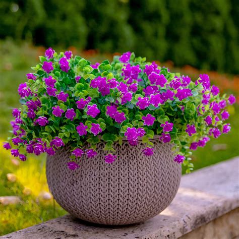 Outdoor Flower Plants