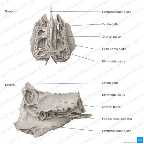 Ethmoid bone: Anatomy, borders and development | Kenhub