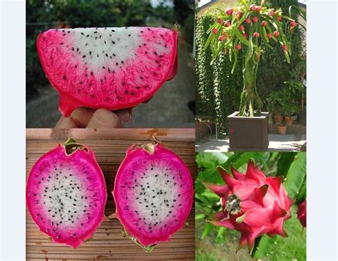 M-Tech Gardens Rare Hybrid Dragon " Asunta 24" Exotic 30 Fruit Seeds ...