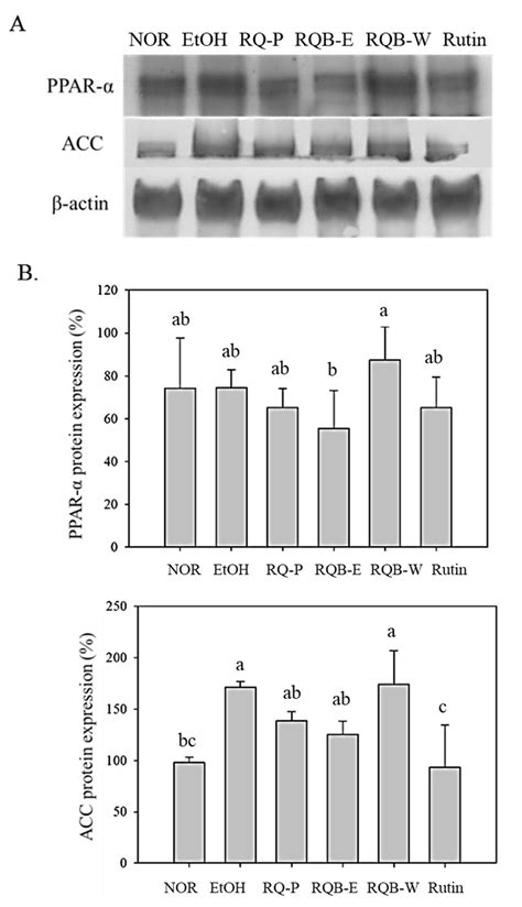 Red Quinoa Bran Extract Prevented Alcoholic Fatty Liver Disease via ...