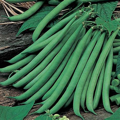 AIREX FAVA BEANS (BAKLA) SEEDS (AVG 30-50) SEEDS X 4 PACKET : Amazon.in ...