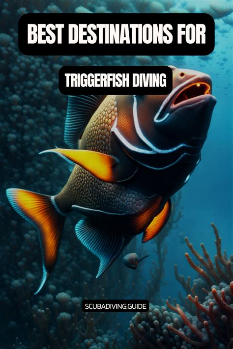 Image result for Catching Triggerfish