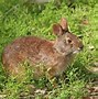 Image result for Marsh Rabbit No Background