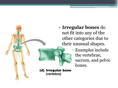 Irregular Bones Examples