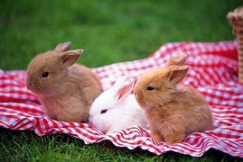 Image result for Bunnies Background