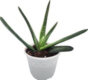 Indian Flora Snake Plant Price in India - Buy Indian Flora Snake Plant ...