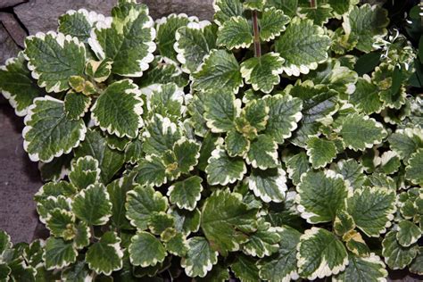 Plectranthus 'Mona Lavender' Plant Care Guide | Plantly