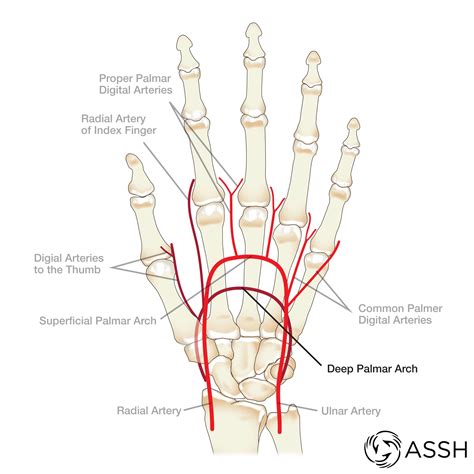 Body Anatomy: Upper Extremity Vessels | The Hand Society
