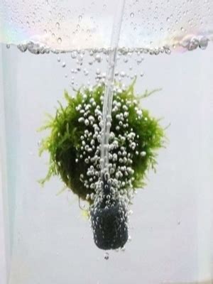 Despacito Aquarium air Pump Accessories for Fish Tank with 5 Meter Tube ...