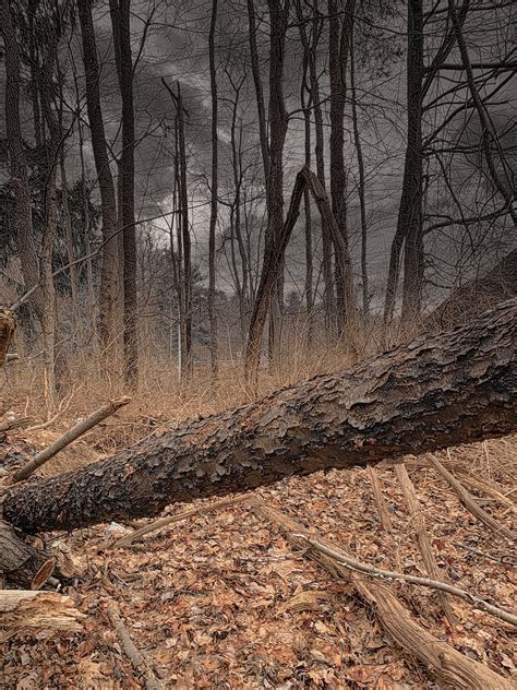 Image result for Old Fallen Tree Trunk