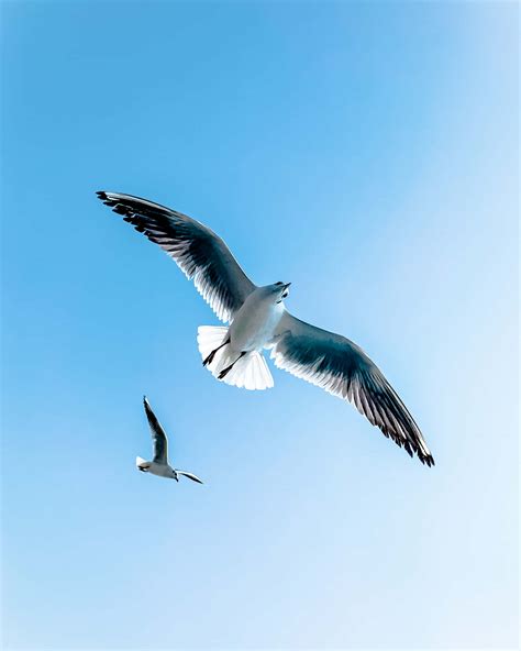 Download Flying Birds Pair Of Seagulls Wallpaper | Wallpapers.com