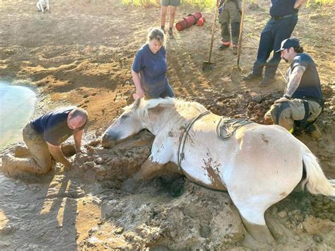 Horse stuck in mud rescued by Denton County TX firefighters | Fort ...