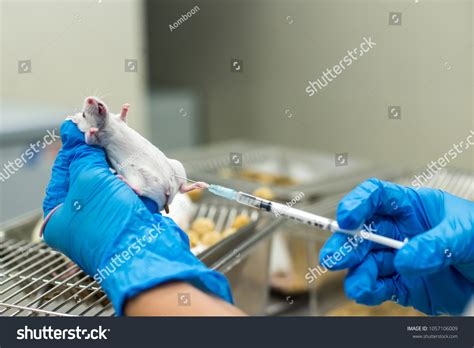 Image result for Intradermal Injection Mouse