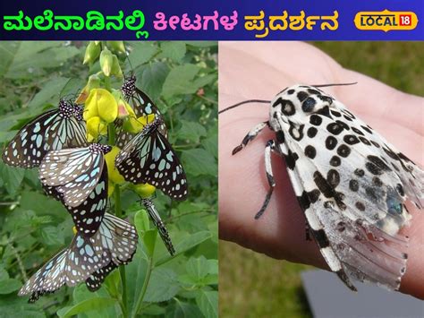 Chikkamagaluru News: ತೇಜಸ್ವಿ ಪ್ರತಿಷ್ಠಾನದಲ್ಲಿ ಕೀಟಗಳ ಪ್ರದರ್ಶನ; ಕಂಡು ...