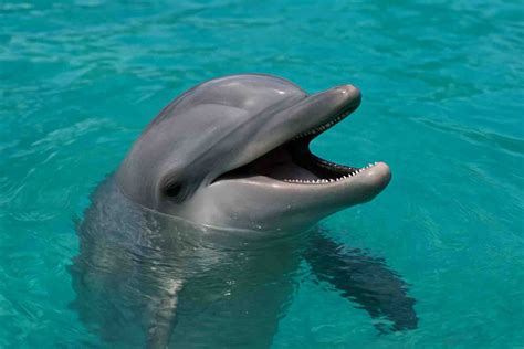 Can Dolphins Drink Salt Water? 7 Facts You Must Know