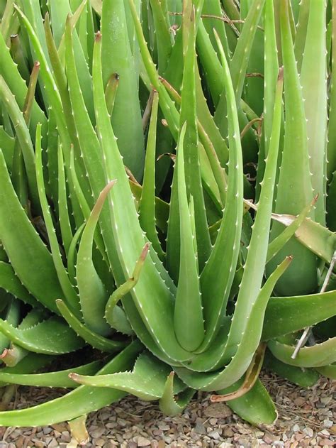 Aloe Plant 的图像结果