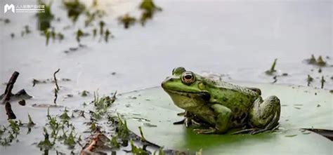 卖崽青蛙的崽被城管敲烂扔垃圾桶|城管|贵州省_新浪新闻
