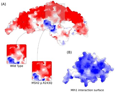 A Rare MSH2 Variant as a Candidate Marker for Lynch Syndrome II ...